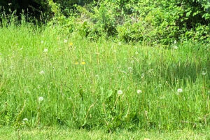 Ukrudtsbekæmpelse på hele Fyn